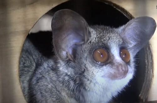 密輸された猿は今後どうなる 保護されている神戸市の動物園はどこ 感染症の心配はない 一般公開の可能性は