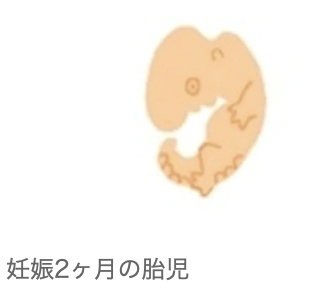 胎児