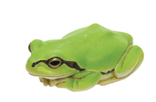アマガエル