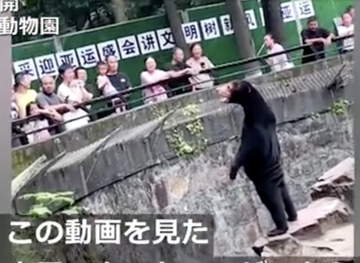 中国　クマ　着ぐるみ