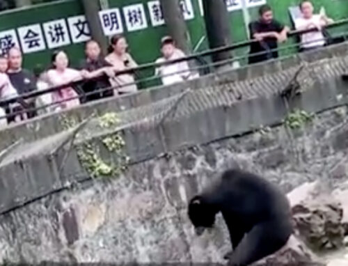 中国 クマ 着ぐるみ